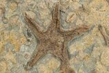 Wide Slab Of Fossil Starfish, Brittlestars, Crinoids & Corals #234591-2